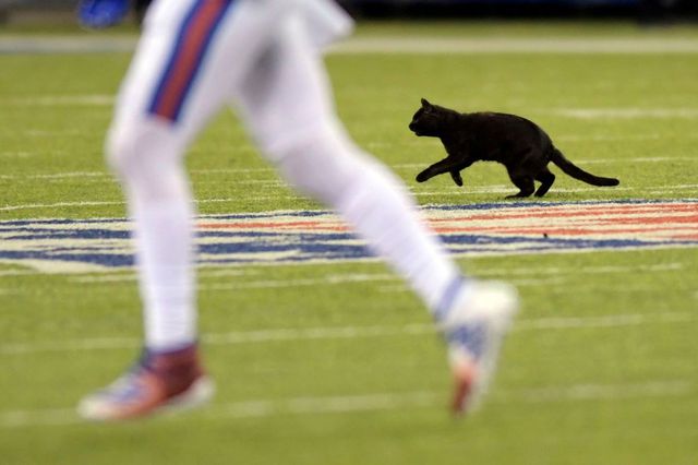 The black cat on the field at MetLife Stadium on November 4, 2019